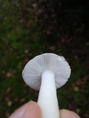 Russula cessans