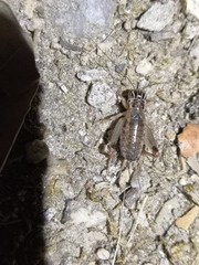 Eugryllodes escalerae