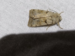 Eugnorisma arenoflavida