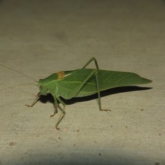 Microcentrum californicum