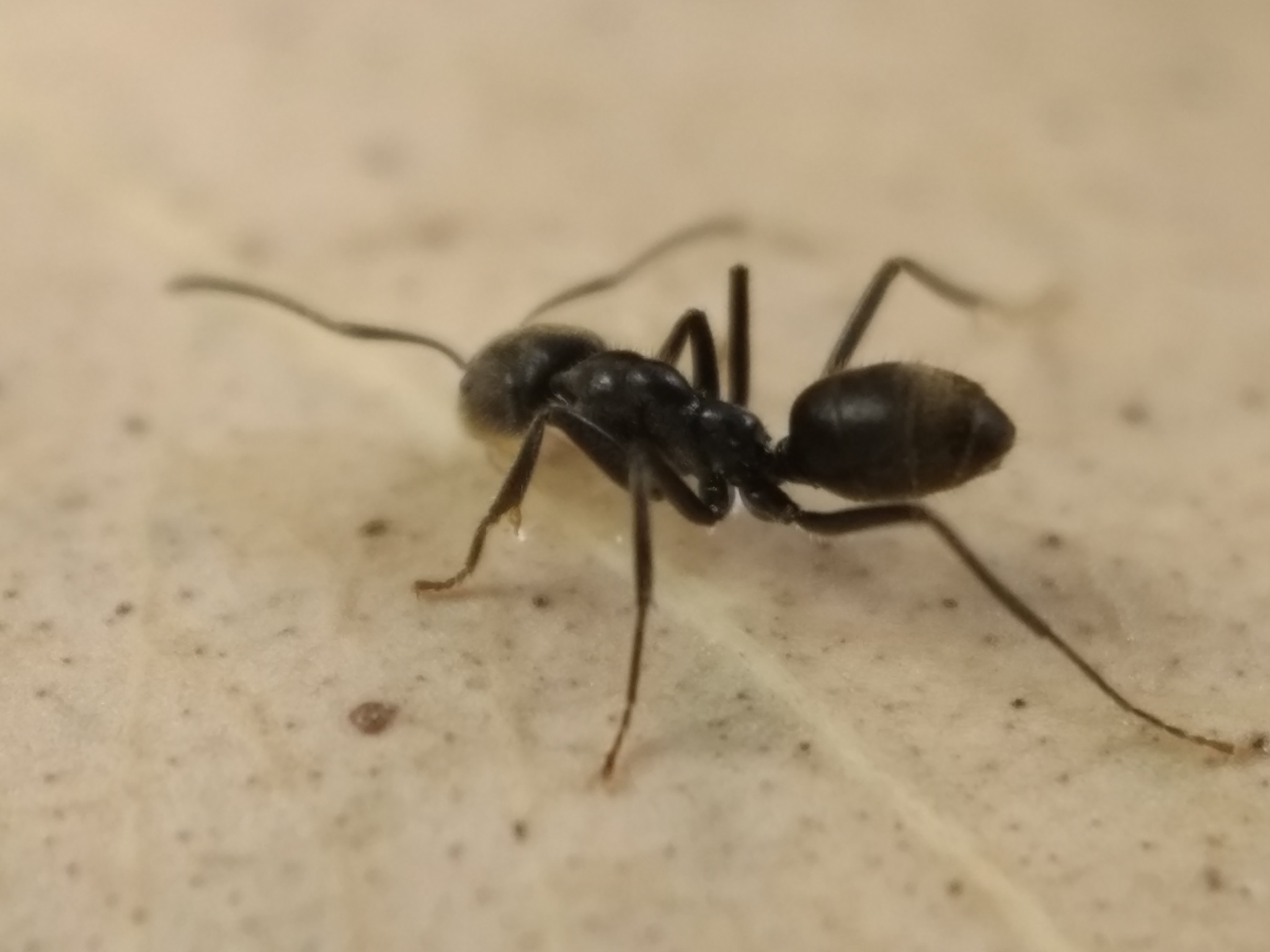Anonychomyrma