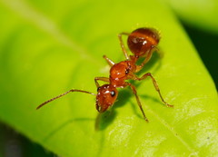 Notoncus spinisquamis