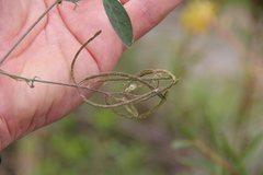 Desmodium scorpiurus