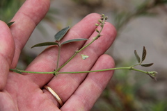 Desmodium scorpiurus
