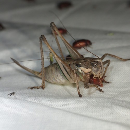 Eremopedes balli Caudell, 1902