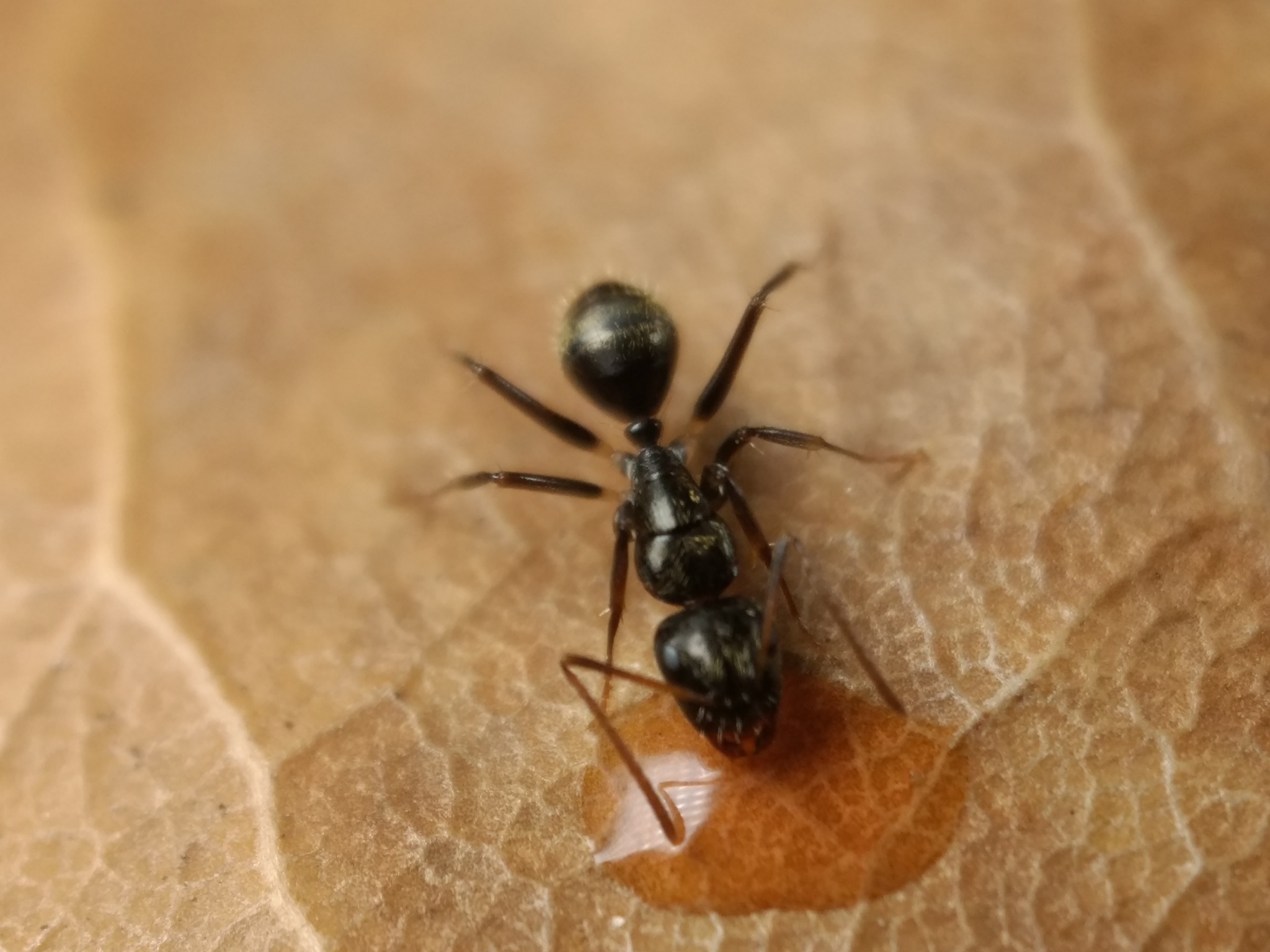 Camponotus froggatti