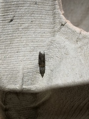 Acrobasis bithynella