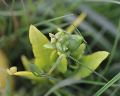 Atriplex glabriuscula