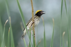 Ploceus manyar