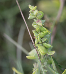 Atriplex glabriuscula