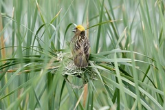 Ploceus manyar