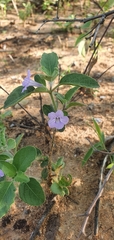 Ruellia cordata