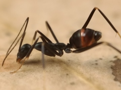 Leptomyrmex mjobergi
