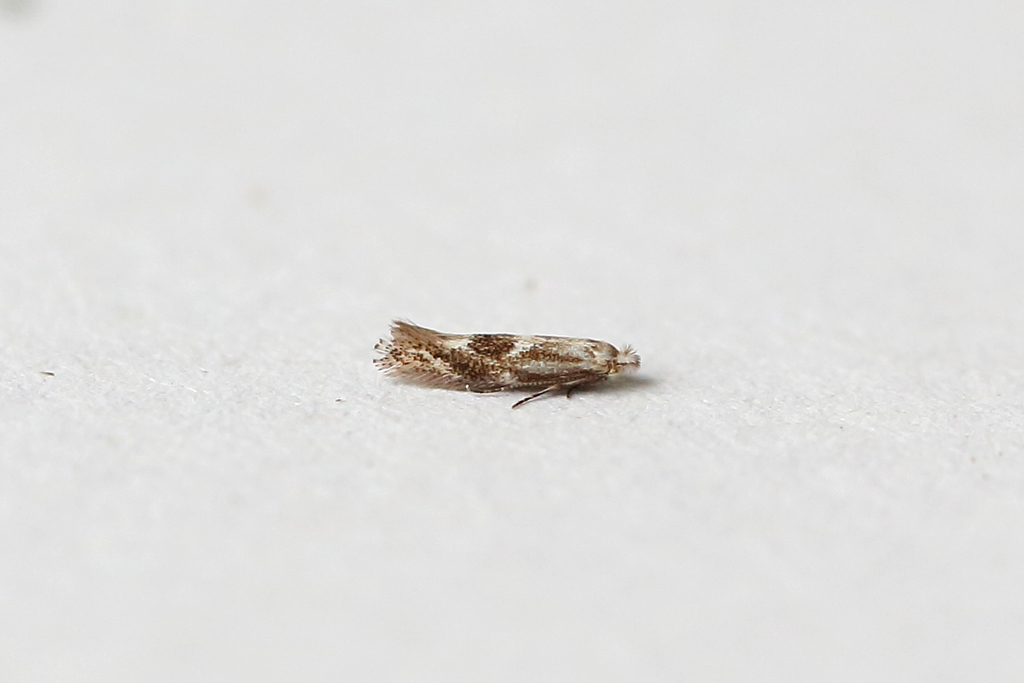 Birch Bent-wing