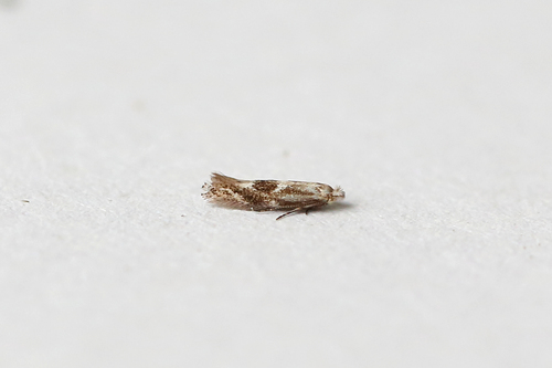 Birch Bent-wing