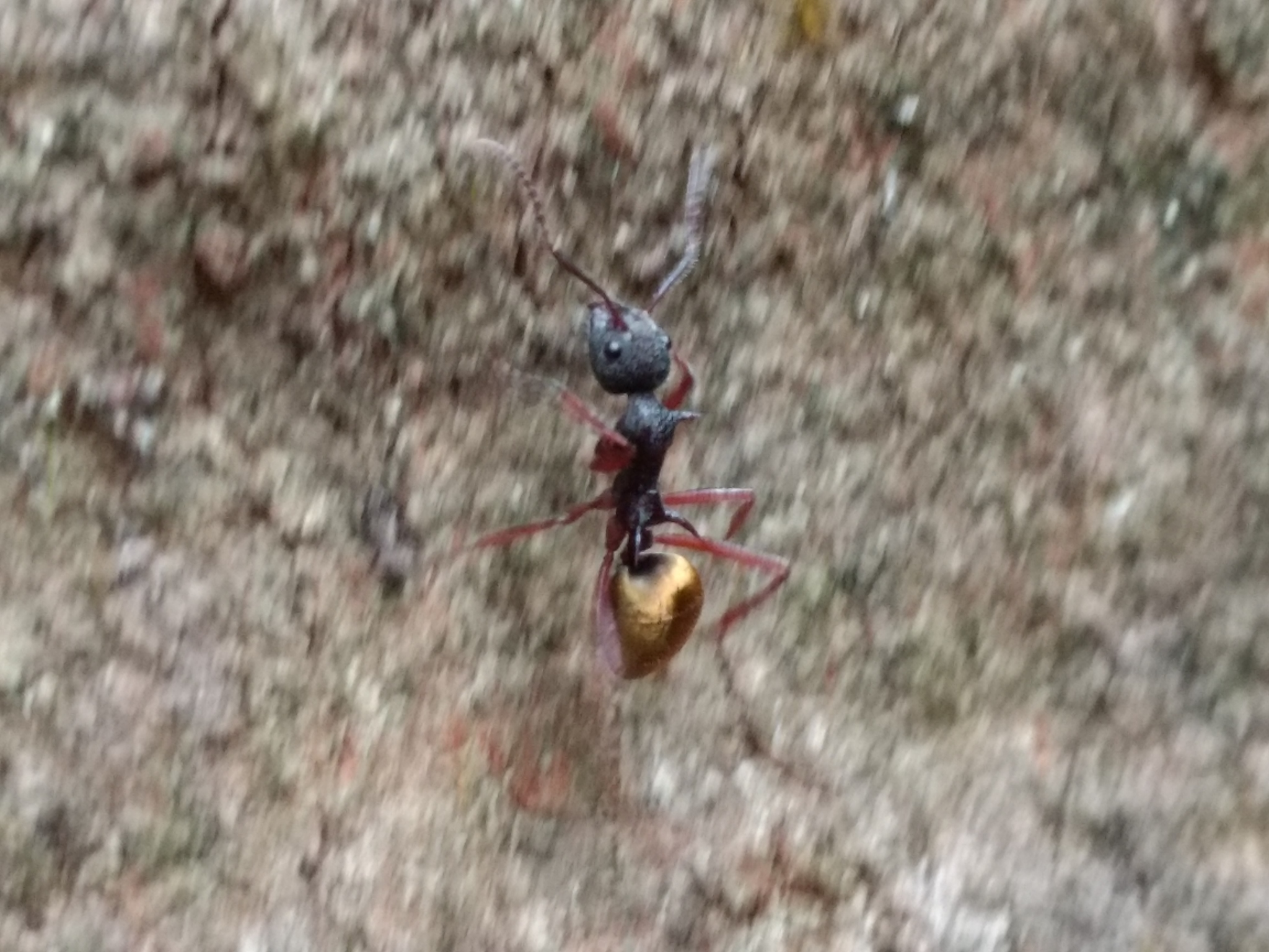 Dolichoderus extensispinus