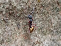 Dolichoderus extensispinus