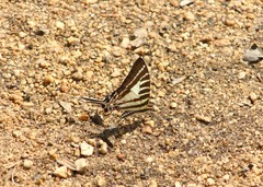 Graphium aristeus