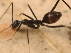 Leptomyrmex mjobergi