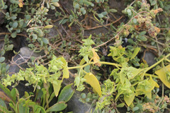 Atriplex glabriuscula