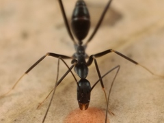 Leptomyrmex mjobergi