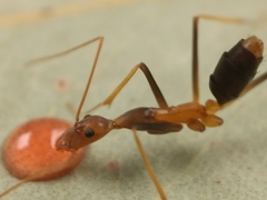 Leptomyrmex rothneyi