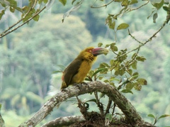 Pteroglossus bailloni