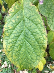 Syringa × prestoniae