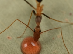 Leptomyrmex rothneyi
