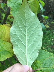 Syringa × prestoniae