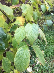 Syringa × prestoniae