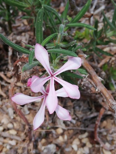 Pachypodium succulentum
