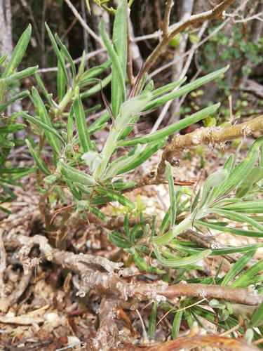Pachypodium succulentum
