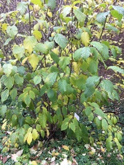 Syringa × prestoniae