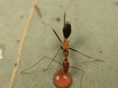 Leptomyrmex rothneyi