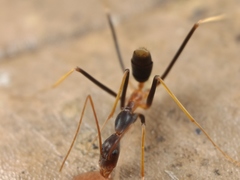Leptomyrmex rothneyi
