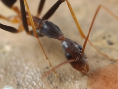Leptomyrmex rothneyi