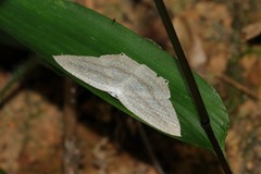 Acropteris ciniferaria
