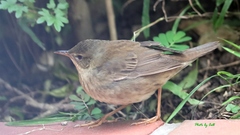 Helopsaltes ochotensis