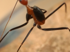 Leptomyrmex rufithorax