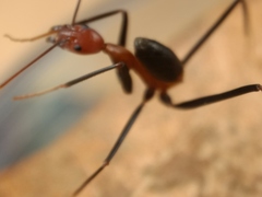 Leptomyrmex rufithorax