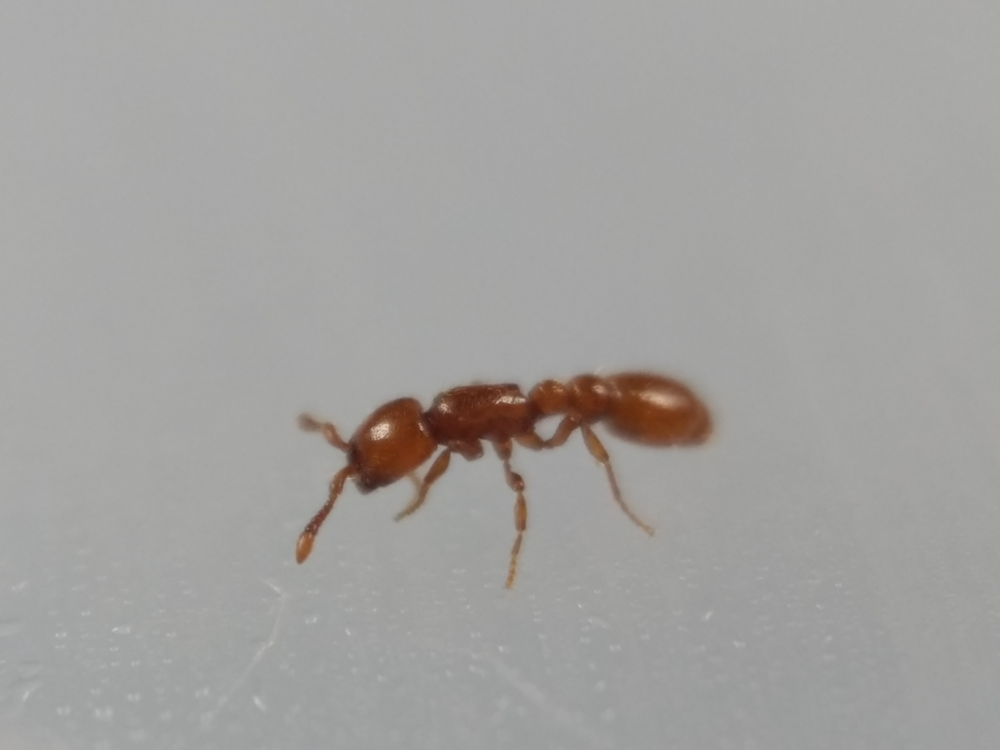 Ooceraea australis