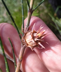 Cylindrococcus spiniferus