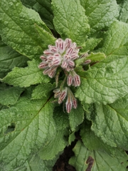 Borago