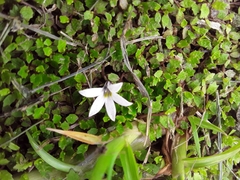 Lobelia perpusilla