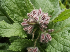Borago