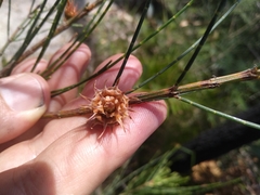 Cylindrococcus spiniferus