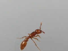 Ooceraea australis