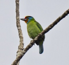 Psilopogon oorti