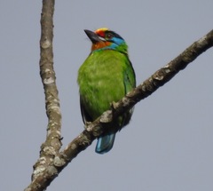 Psilopogon oorti